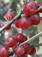فروش نهال درخت میوه انگور خارجی (فرنگی)